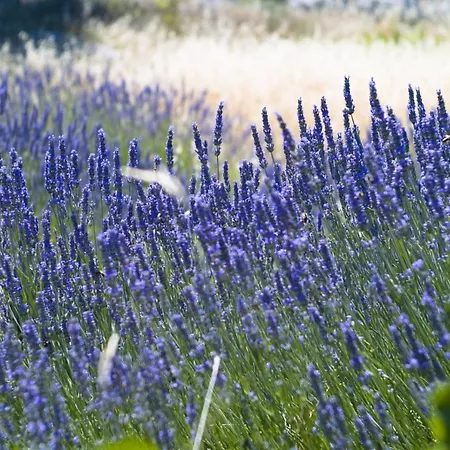 In With Sea View, Balcony, Air Conditioning, Wi-fi 흐바르