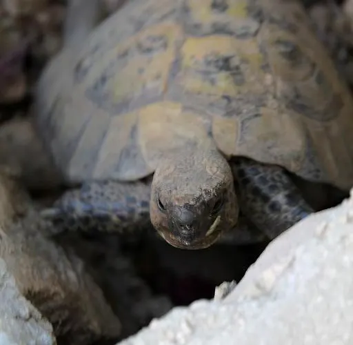 In With Sea View, Balcony, Air Conditioning, Wi-fi Hvar Town